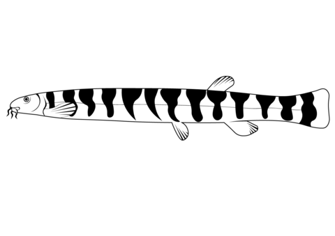 Kuhli Loach (Pangio Kuhlii) Coloring Page